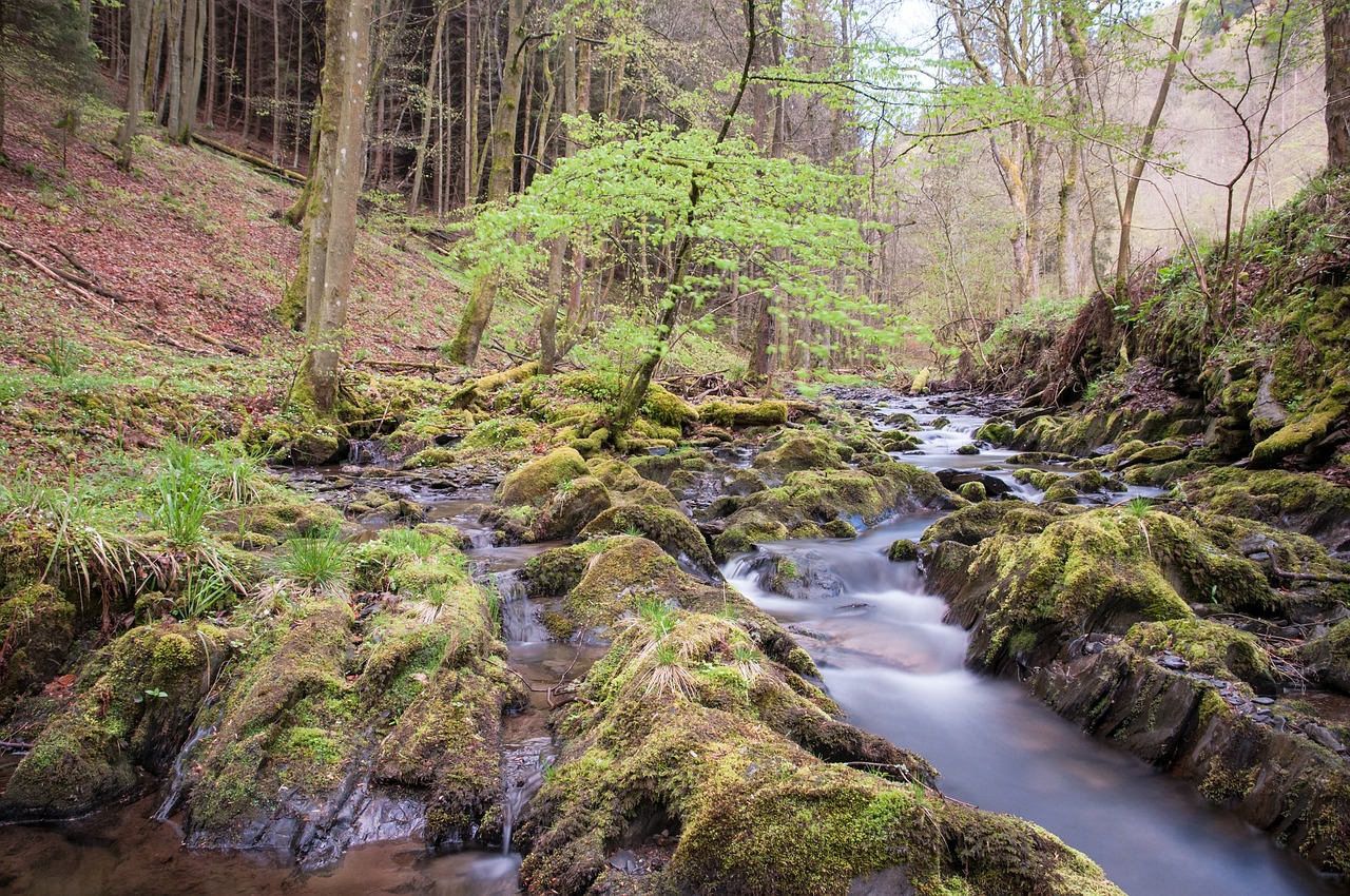 bach, water, national park-331707.jpg